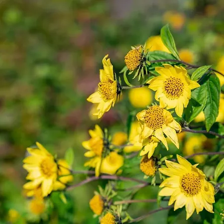 Dorfhaus Techin * Niederdorla